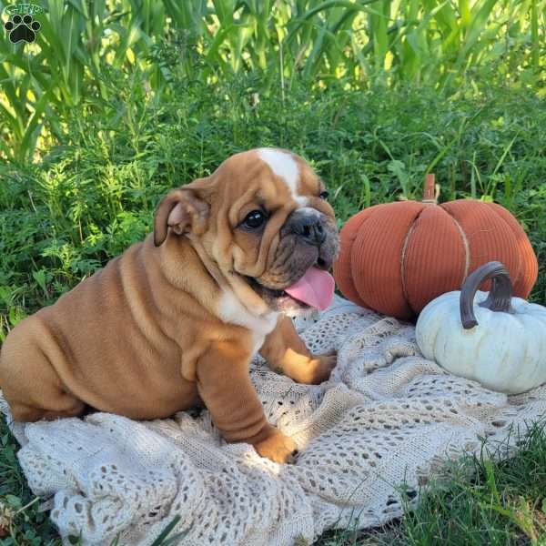 Twix, English Bulldog Puppy