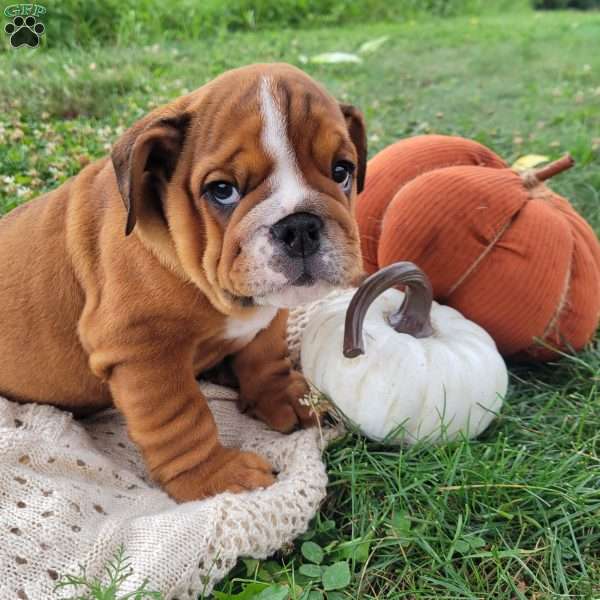 Snickers, English Bulldog Puppy