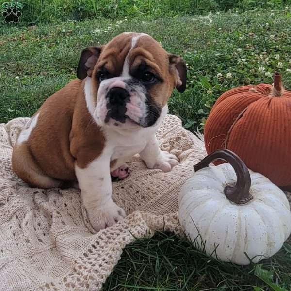 Brownie, English Bulldog Puppy