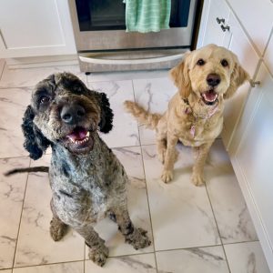 Pampered Paws Pups,  Breeder