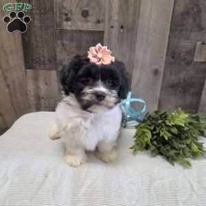 Sheri, Teddy Bear Puppy