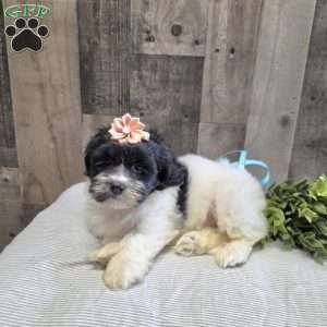 Sheri, Teddy Bear Puppy