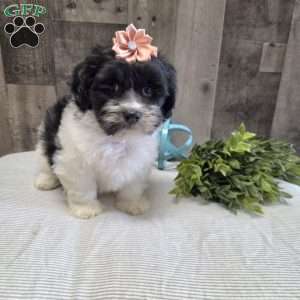Sheri, Teddy Bear Puppy