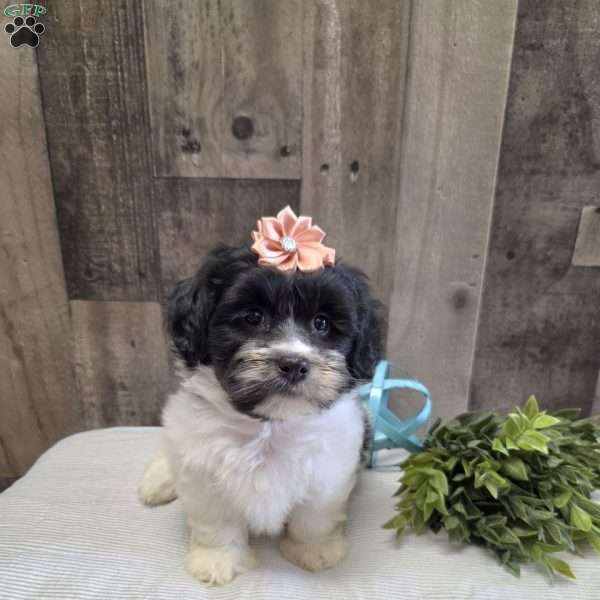 Sheri, Teddy Bear Puppy