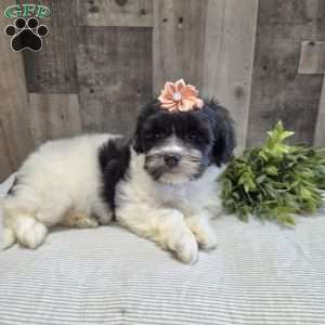 Sheri, Teddy Bear Puppy