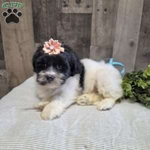 Sheri, Teddy Bear Puppy