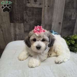 Sharla, Teddy Bear Puppy