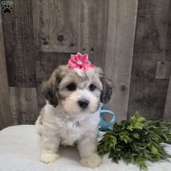 Sharla, Teddy Bear Puppy