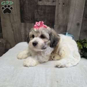 Sharla, Teddy Bear Puppy