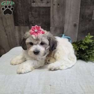 Sharla, Teddy Bear Puppy