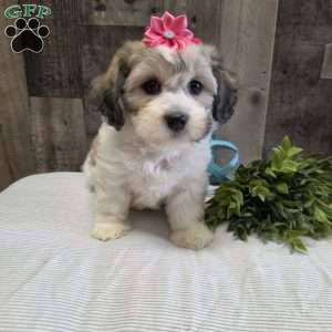 Sharla, Teddy Bear Puppy