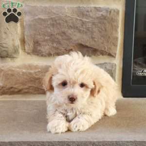 Sarah, Shih-Poo Puppy