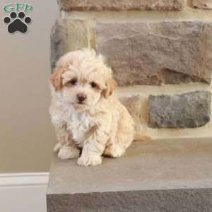 Sarah, Shih-Poo Puppy