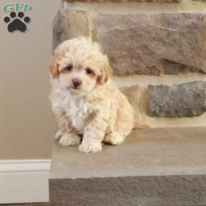 Sarah, Shih-Poo Puppy