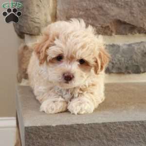 Sarah, Shih-Poo Puppy