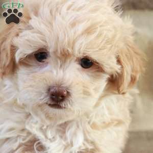 Sarah, Shih-Poo Puppy