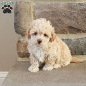 Sarah, Shih-Poo Puppy