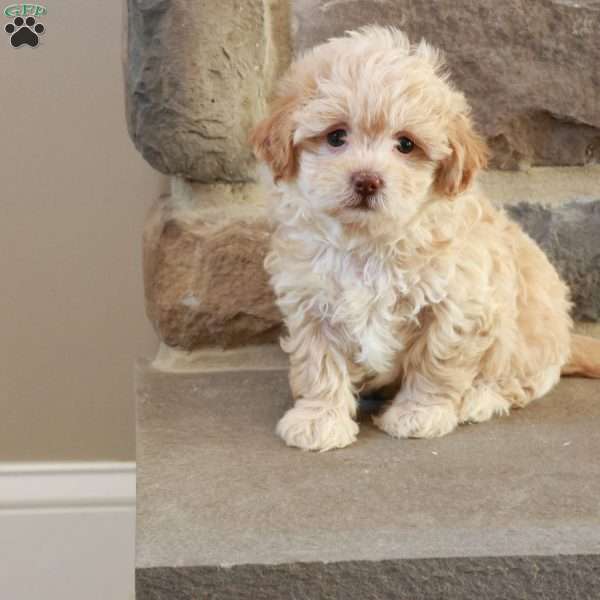 Sarah, Shih-Poo Puppy