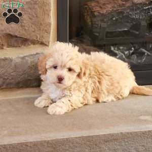 Sarah, Shih-Poo Puppy