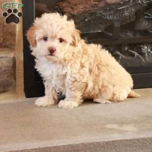 Sarah, Shih-Poo Puppy
