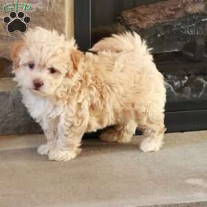 Sarah, Shih-Poo Puppy