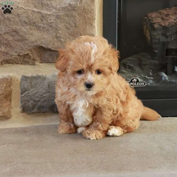 Sabrina, Shih-Poo Puppy