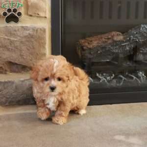 Sabrina, Shih-Poo Puppy