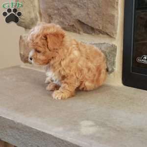 Sabrina, Shih-Poo Puppy
