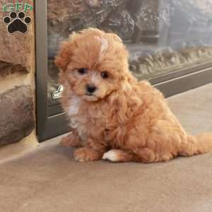 Sabrina, Shih-Poo Puppy