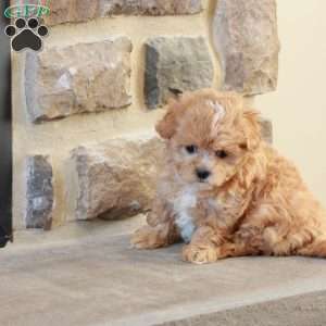 Sabrina, Shih-Poo Puppy