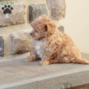 Sabrina, Shih-Poo Puppy