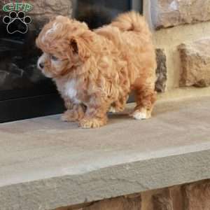 Sabrina, Shih-Poo Puppy