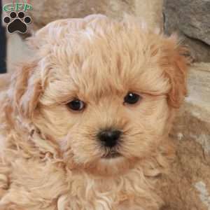 Stephen, Shih-Poo Puppy