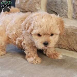 Stephen, Shih-Poo Puppy
