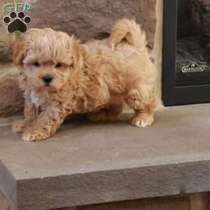 Stephen, Shih-Poo Puppy