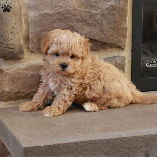 Stephen, Shih-Poo Puppy