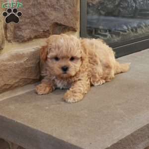 Stephen, Shih-Poo Puppy