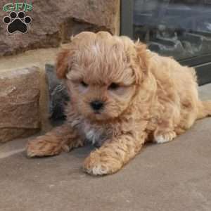 Stephen, Shih-Poo Puppy
