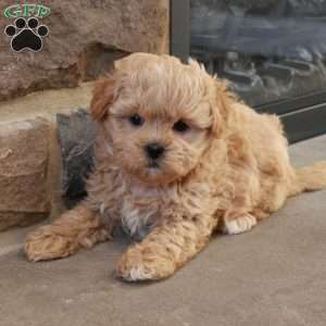 Stephen, Shih-Poo Puppy