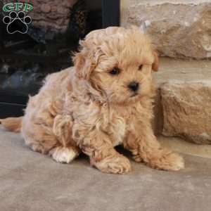 Stephen, Shih-Poo Puppy