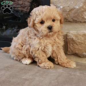 Stephen, Shih-Poo Puppy