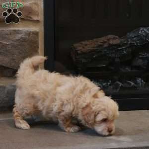 Sawyer, Shih-Poo Puppy