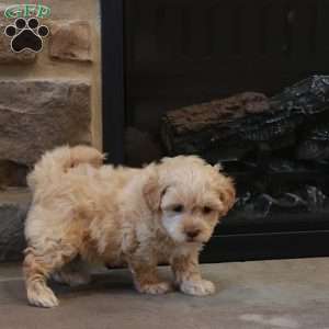 Sawyer, Shih-Poo Puppy