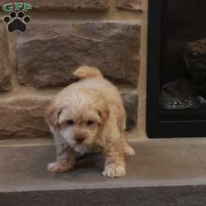 Sawyer, Shih-Poo Puppy