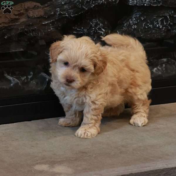 Sawyer, Shih-Poo Puppy