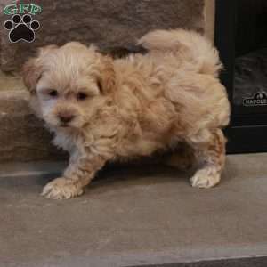 Sawyer, Shih-Poo Puppy