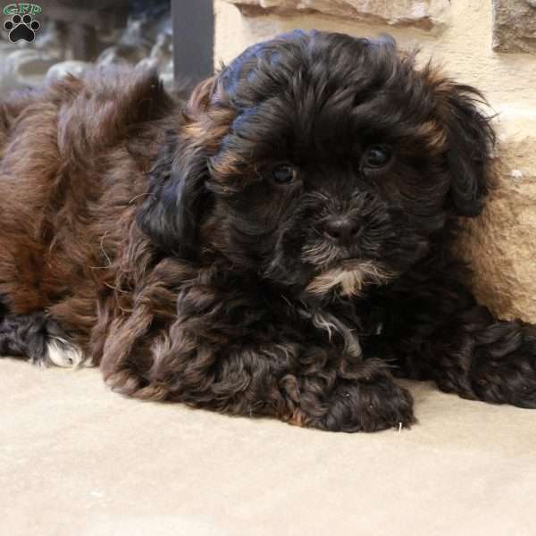 Sheila, Shih-Poo Puppy