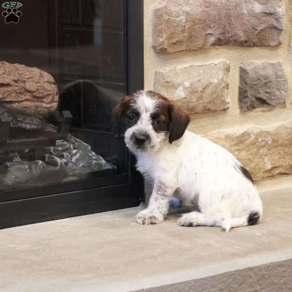Jethro, Jack-a-poo Puppy