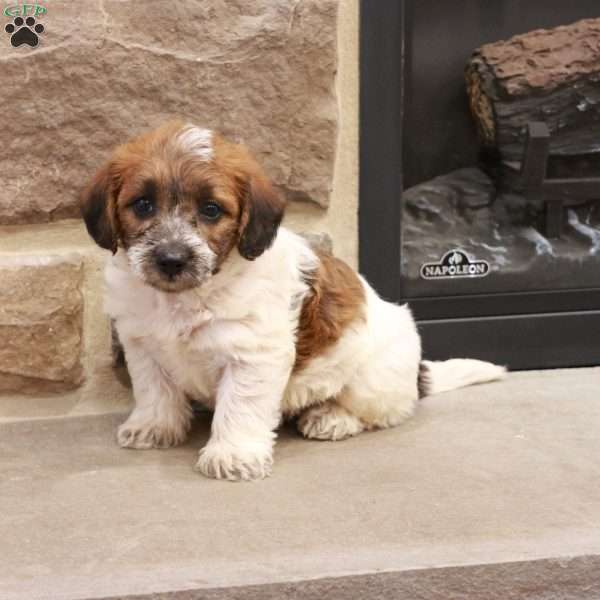 Jonathan, Jack-a-poo Puppy
