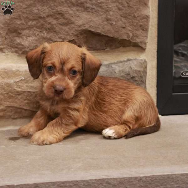 Jandon, Jack-a-poo Puppy